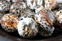 Load image into Gallery viewer, Tiger cowrie shells
